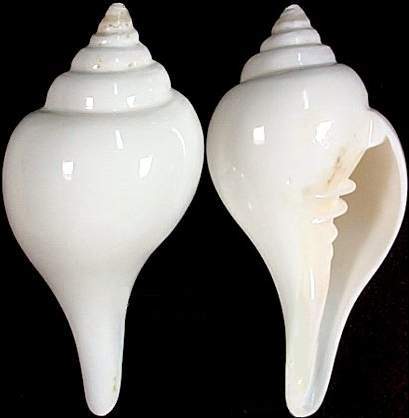 2701_shankha